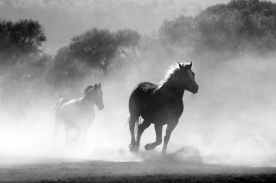 horse-herd-fog-nature-52500.jpeg